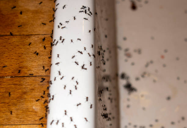 Best Affordable Pest Control Services  in Augusta, AR